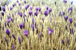 زوج جوان زعفران کار خوزستانی: هویزه را قطب کشت زعفران خوزستان می کنیم